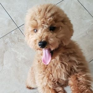 Meet your Posher, Idarmis